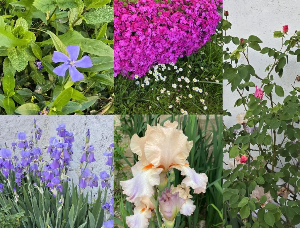 Sortie botanique